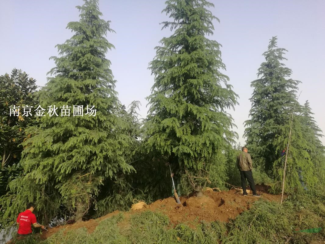 米徑18—22公分雪松價格
