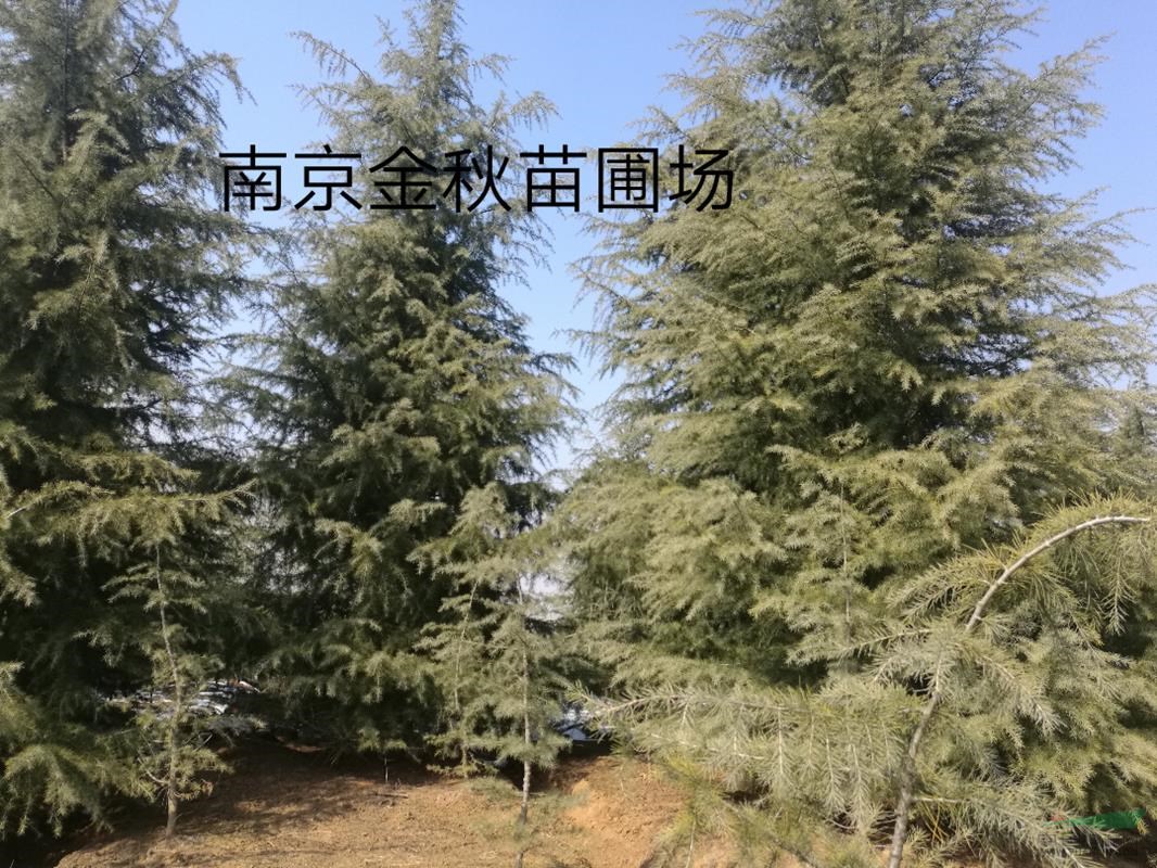 米徑18—22公分雪松價格