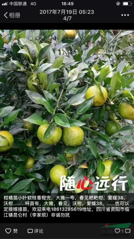香橙苗  四川資陽小葉軟枝香橙苗 柑橘苗