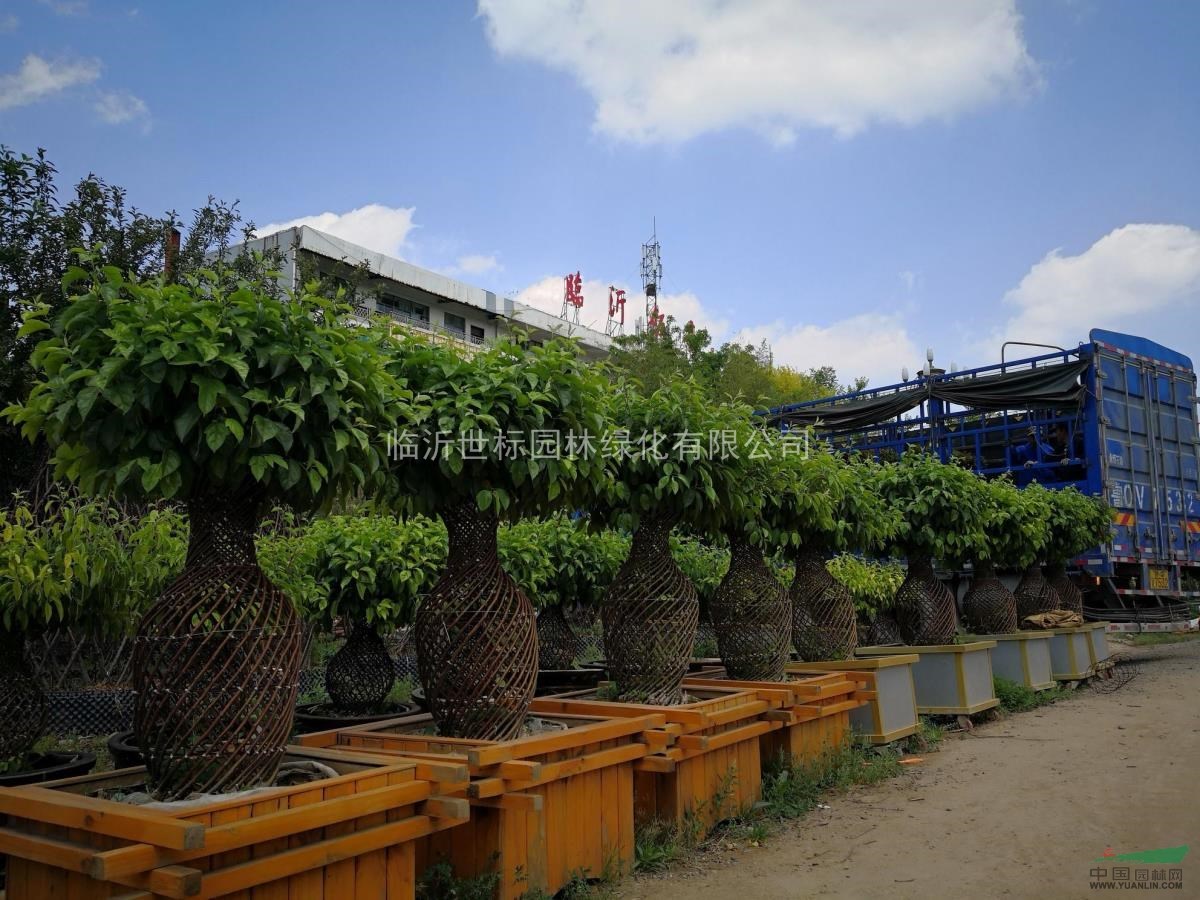 世標(biāo)園藝五萬海棠花瓶強(qiáng)勢來襲