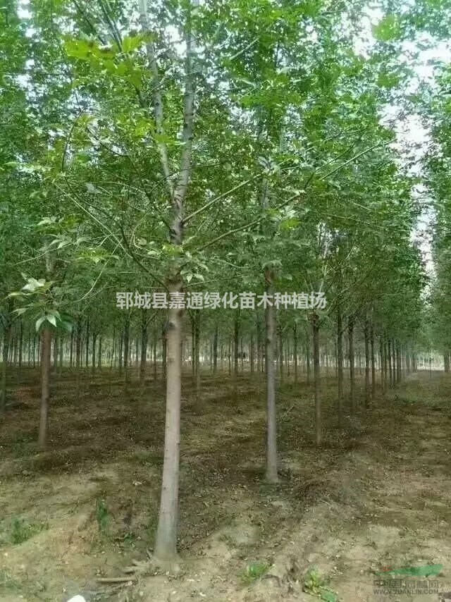 15公分白臘價(jià)格列表 18公分白蠟價(jià)格低 質(zhì)優(yōu)價(jià)廉規(guī)格全  