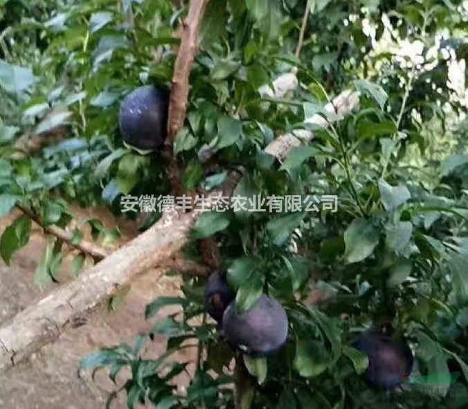 加州西梅報價 加州西梅苗多少錢  哪里買西梅苗