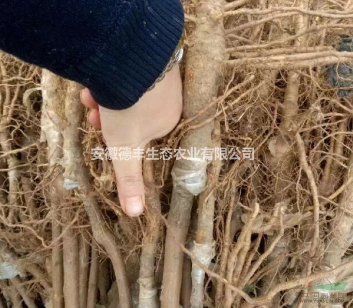加州西梅報價 加州西梅苗多少錢  哪里買西梅苗