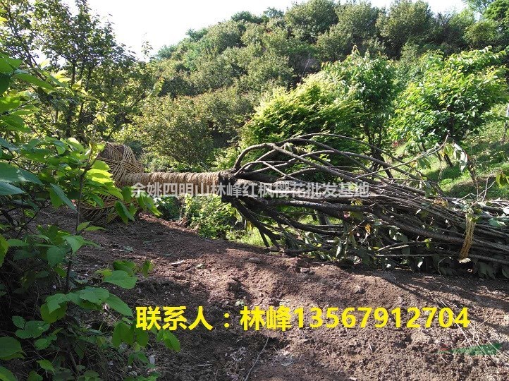 本苗木场长期供应15到25公分的晚樱