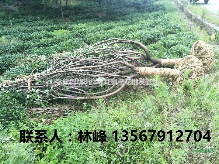 本苗木场长期供应15到25公分的晚樱