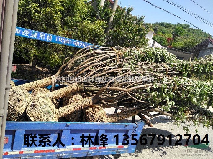 本苗木场长期供应15到25公分的晚樱