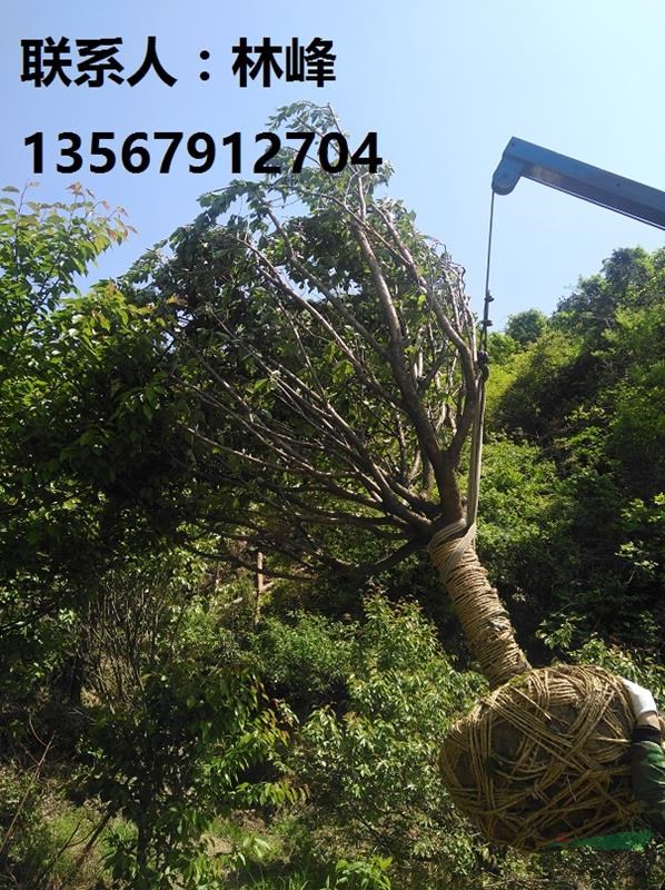 长期供应12-20公分日本关山晚樱