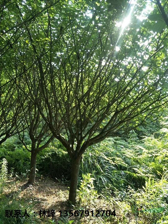 长期供应12-20公分日本关山晚樱