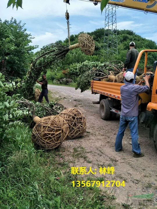 长期供应12-20公分日本关山晚樱