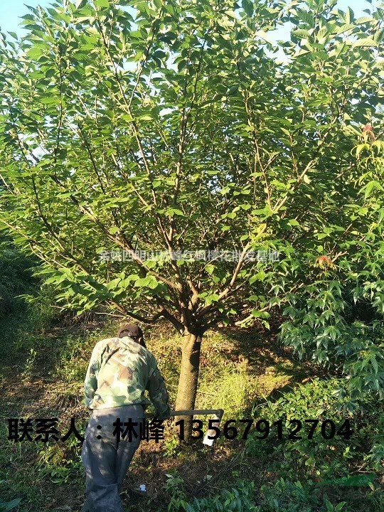 长期供应12到25公分的日本晚樱