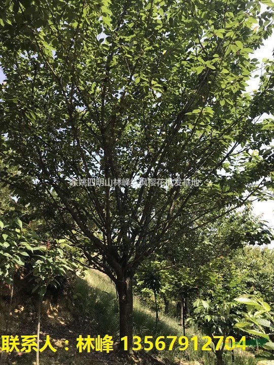 长期供应12到25公分的日本晚樱