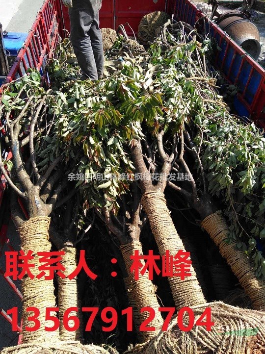 长期供应12到25公分的日本晚樱