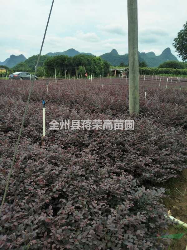 供應(yīng)高30公分紅花繼木中杯苗