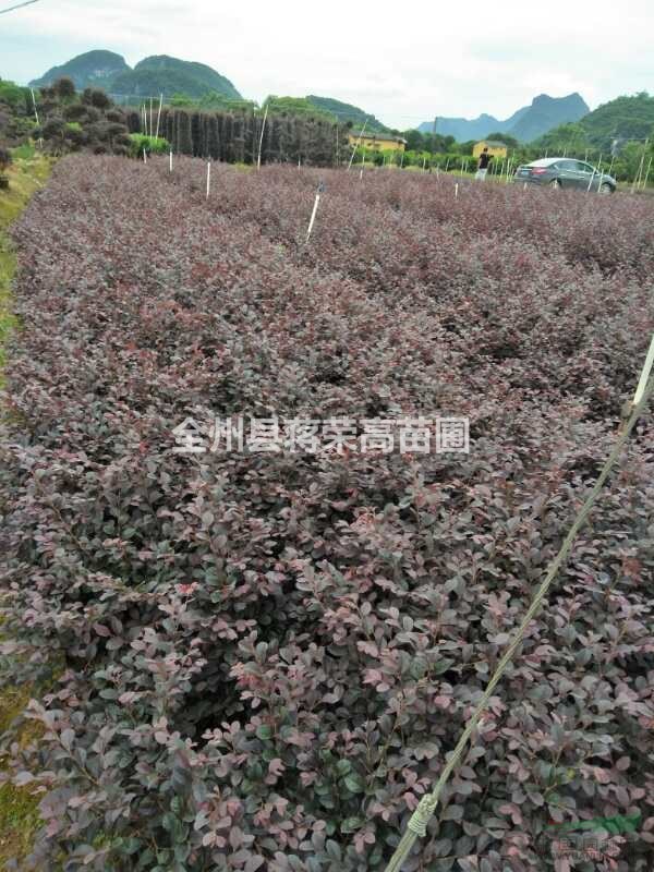 供應(yīng)高30公分紅花繼木中杯苗