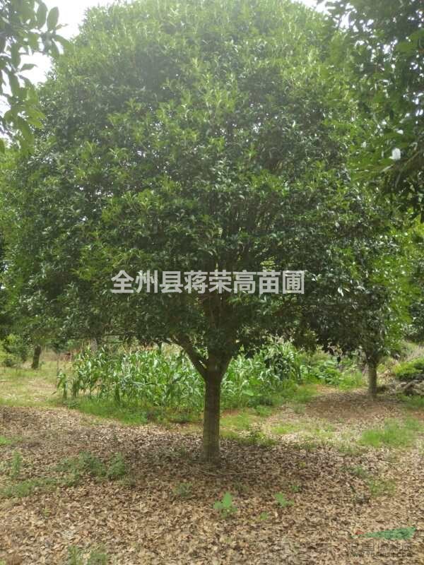 供應20-35公分  分支80-140桂花樹/廣西桂花