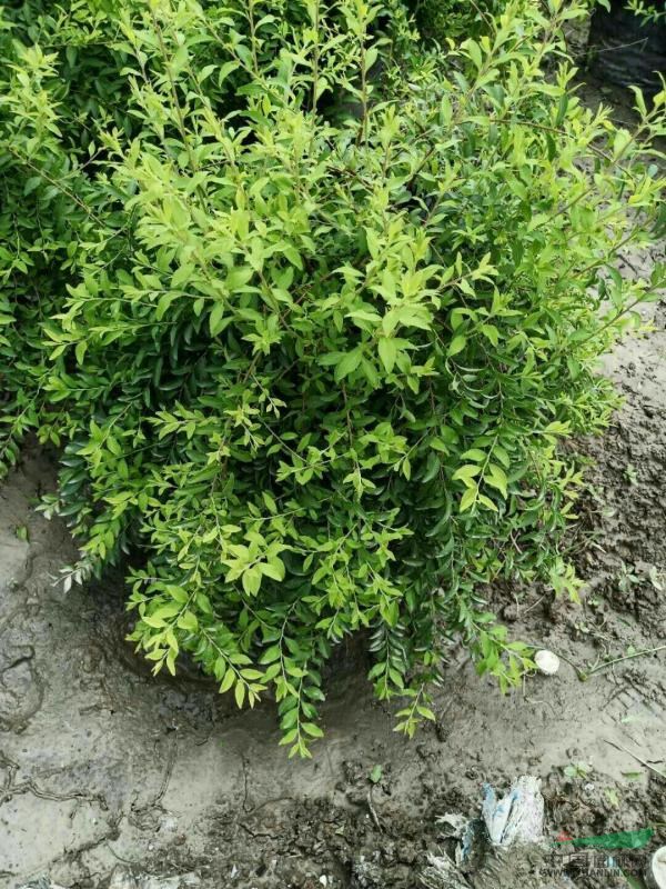 浙江噴雪花桶裝大球花境用苗 杭州花鏡苗基地直銷(xiāo)