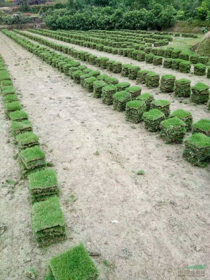 長沙馬尼拉草卷、草皮塊、別墅草坪卷草