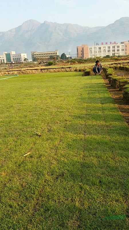 長沙馬尼拉草卷、草皮塊、別墅草坪卷草