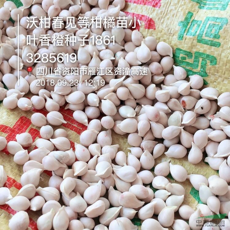 香橙種子 資陽(yáng)香橙種子 