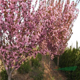 江蘇供應(yīng)，櫻花、云南黃馨、三葉地錦、五葉地錦、薔薇