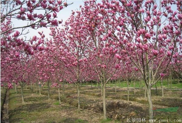 江蘇供應，紫玉蘭、白玉蘭、紅玉蘭、廣玉蘭