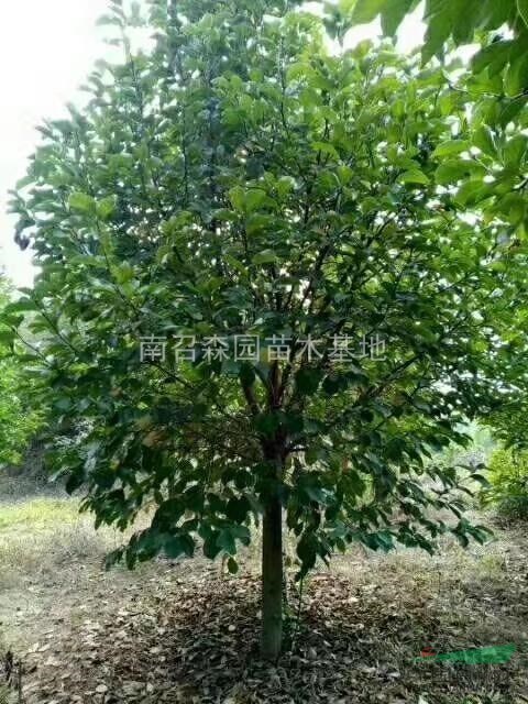 河南南陽(yáng)供應(yīng)紅玉蘭，白玉蘭，黃玉蘭，紫玉蘭，二喬玉蘭，廣玉蘭