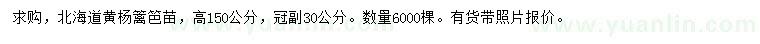 求購高150公分北海道黃楊