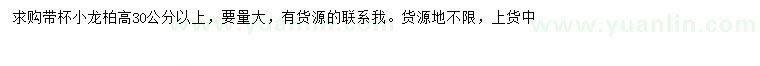 求購高30公分以上小龍柏