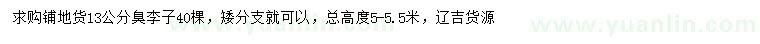 求購13公分臭李子