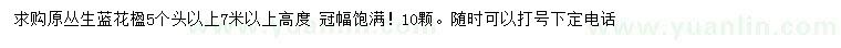 求購(gòu)高4米以上叢生藍(lán)花楹