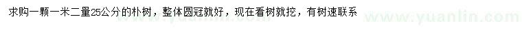 求購1.2米量25公分樸樹