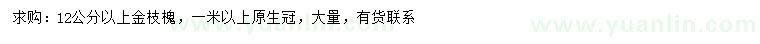 求購12公分以上金枝槐