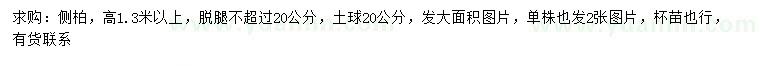 求購高1.3米以上側(cè)柏