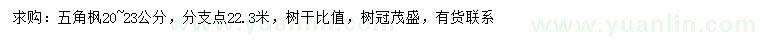 求購20-23公分五角楓