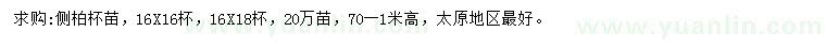 求購高70-100公分側(cè)柏