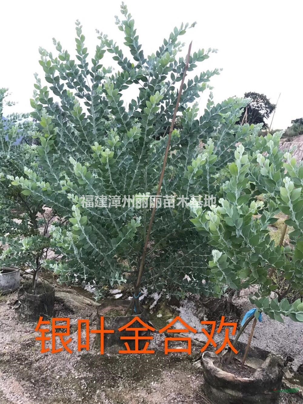 優質特價銀葉金合歡產地直銷