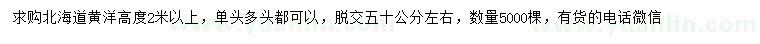 求購高2米以上北海道黃楊
