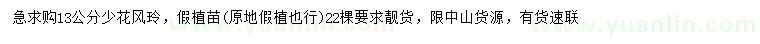 求購13公分少花風玲假植苗