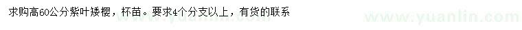 求購高60公分紫葉矮櫻