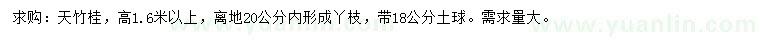 求購20公分天竹桂