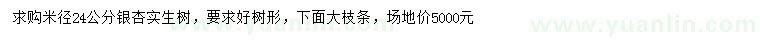 求購米徑24公分銀杏