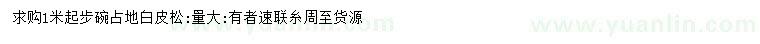 求購1米起步占地白皮松