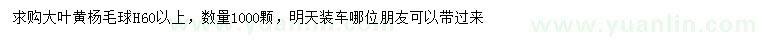 求購高60公分以上大葉黃楊毛球