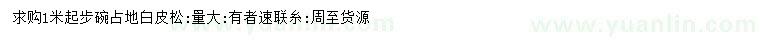 求購(gòu)1米起步白皮松