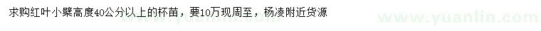 求購(gòu)高40公分以上紅葉小檗