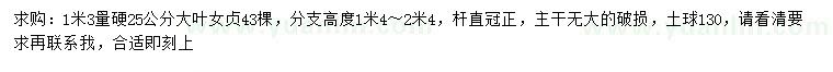 求購1.3米量硬25公分大葉女貞