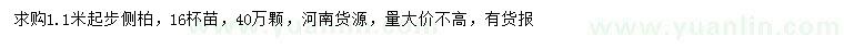 求購1.1米起步側(cè)柏