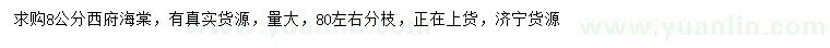 求購8公分西府海棠