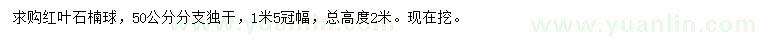 求購50公分紅葉石楠球