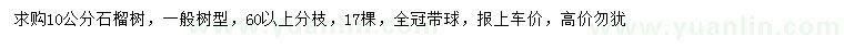 求購10公分石榴樹